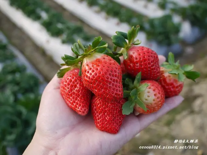 【苗栗大湖】2014新春。大年初二♥草莓の戀~大湖採草莓♥