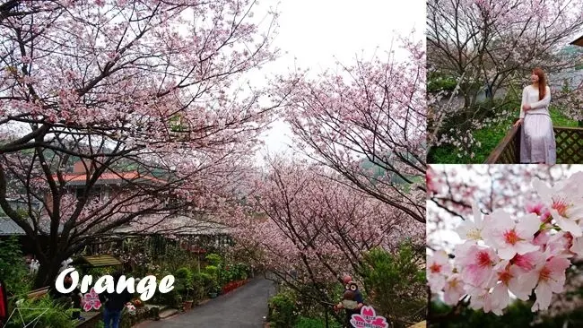 台北賞櫻花景點 ▶ 橘咖啡 Orange ▶ 陽明山最浪漫的賞櫻秘境 2019橘咖啡櫻花季入園資訊、交通及最新花況