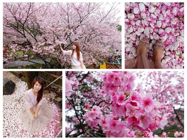 陽明山櫻花秘境 ▶ 橘咖啡 ▶ 吉野櫻大爆炸 不用飛日本也能賞到如此浪漫的櫻花 #平菁街櫻花 #台北最狂櫻花
