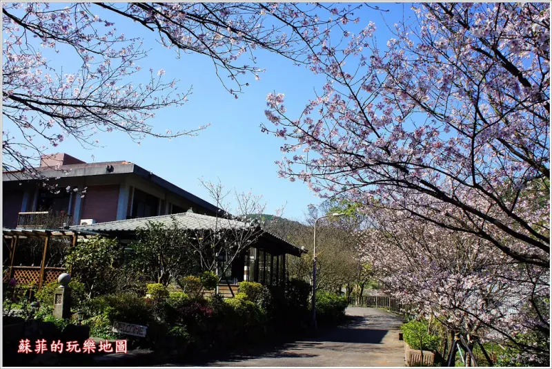 陽明山春之饗宴~Orange 橘咖啡賞吉野櫻