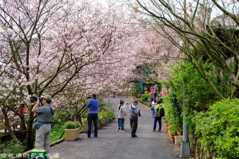 【台北-士林區】2019「Orange 橘咖啡」賞吉野櫻