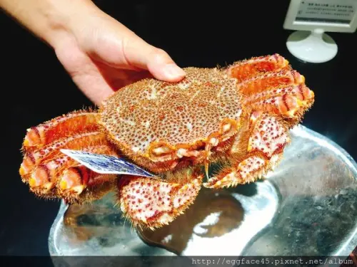 [台北美食] 我的生日大餐「鼎膾北海道毛蟹專賣店」吃完橫著走3年！#信義安和站