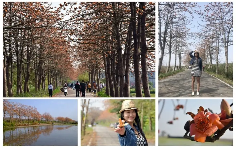 【彰化。二林鎮】隱藏在鄉間小路『東螺溪二林段木棉花道』澄紅木棉花直衝天際值得探尋 (花況108/02/28)