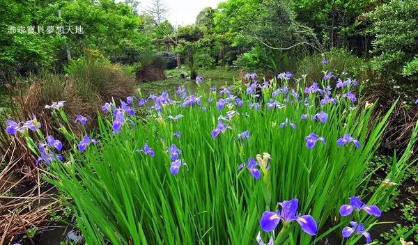 【林口 / 賞花】樂活公園 - 花開了!!好不美麗的社區公園