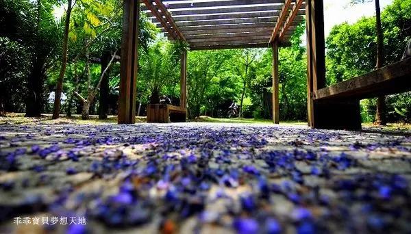 【林口 / 賞花 】樂活公園 & 柑園國中 - 紫藤 . 黃花風鈴木 . 鳶尾花......爭奇鬥豔