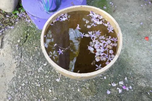 。苗栗食記。噢哈娜咖啡屋．歐～我想看紫藤花兒