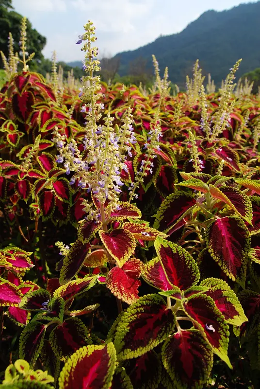 ◈桃園◈ⓜ大溪花海農場(有雷)ⓜ