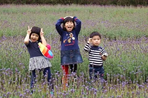 桃園旅遊▋大溪花海農場-百花爭奇鬥艷，夢幻花海令人心醉