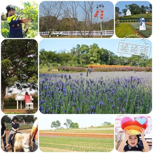 【桃園大溪親子遊】到大溪花海農場拔蘿蔔，騎小馬，做凸糖，DIY 愛心抱枕 