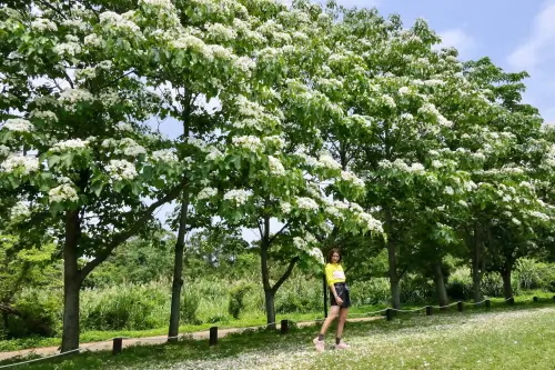 ｜桃園大溪花海農場｜- DumDum摩艾現身花海中、遍地油桐花雨、繡球花彩虹田、DIY摩艾吃冰也摩艾火鍋也有摩艾、網美一日達成!