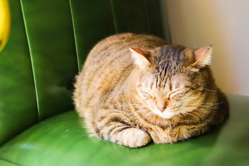 【台南】BORN 2 HER Cafe - 逛街累了就坐坐吧！