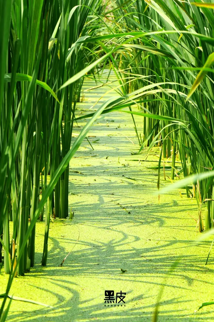 南投一日遊必排行程 割茭白筍DIY體驗 親子體驗