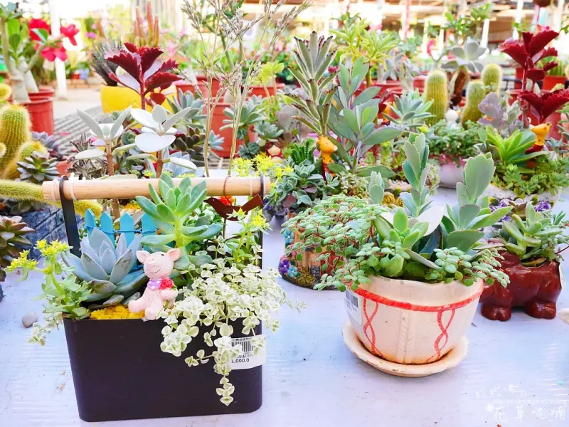 【新北-泰山區】「臺灣植物社」有仙人掌及漂亮的多肉組合盆栽