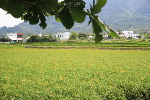 花蓮。玉里。綻放的金黃 忘憂的縱谷 / 高寮平地金針