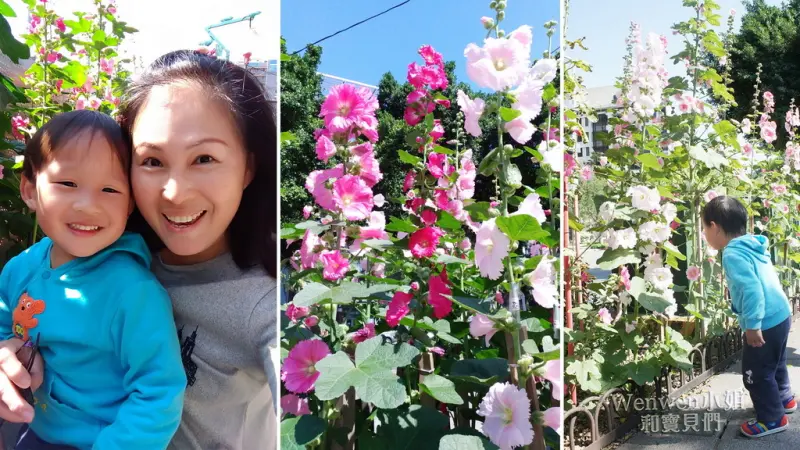 ❤台北街頭的小繽紛。比人高的蜀葵小花園,季節限定綻放中~ ig打卡新景點 近捷運士林站2號出口 (免費)