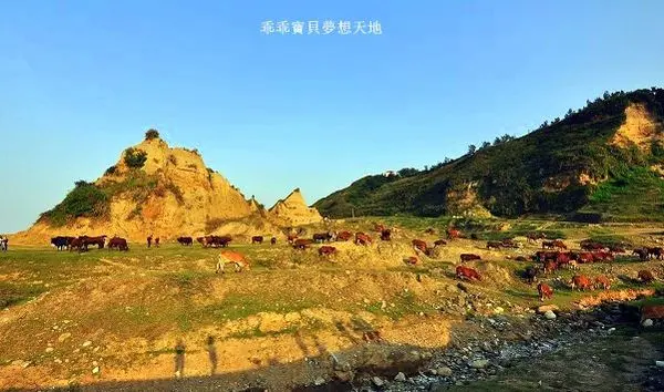 【林口 / 踏青】林口大峽谷。既壯觀又有趣的放牧景觀