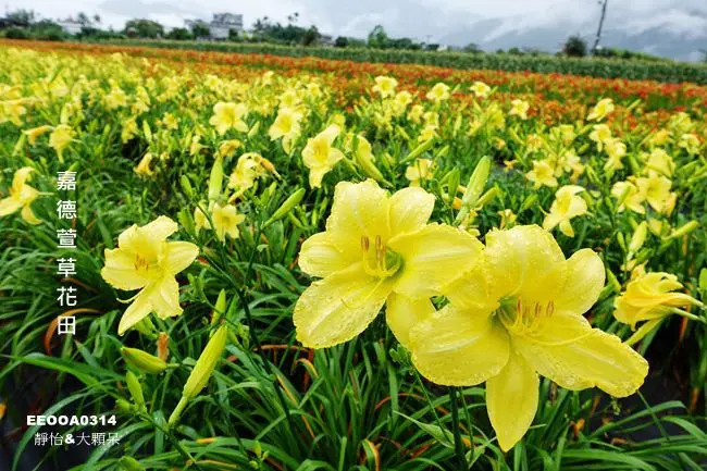 花蓮吉安景點 ▶ 嘉德萱草花田 ▶ 免費金針花海 花蓮吉安金針花盛開 豐富色彩的平地金針花海 廣豐路及廣賢二街交叉口