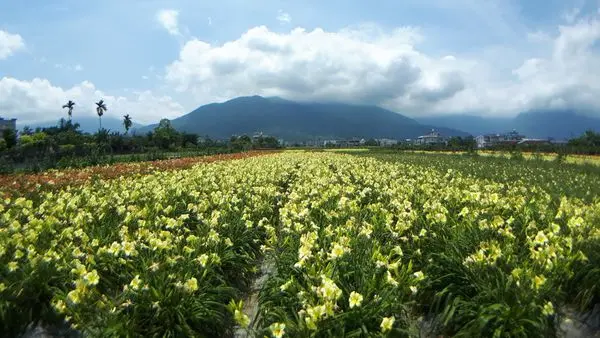 【嘉德萱草花田】花蓮平地金針花海免費欣賞/季節限定輕鬆到達/難得一見五色金針花海