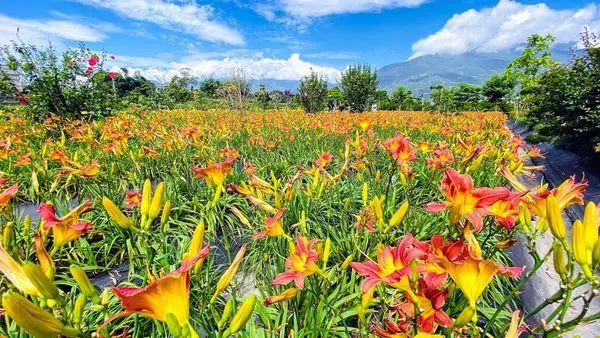 2020花蓮賞花│嘉德萱草花田│免上山輕鬆到達花海秘境│奇萊山下最美的金針花海(2020/5/2最新花況)