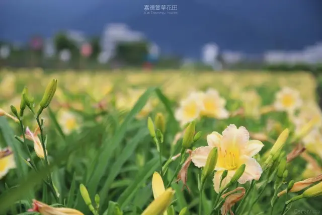 花蓮。吉安。鄉間道路旁燦爛盛開的視覺饗宴 / 嘉德萱草花田