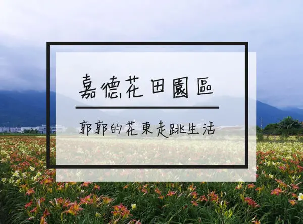 【花蓮遊記】嘉德花田園區~市區旁就能看到季節限定的平地金針花海