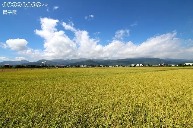 黃金海浪來襲。宜蘭。冬山伯朗大道&礁溪。天空島上的小木屋&宜蘭最夯打卡秘境。頭城濱海森林公園。八角瞭望台～