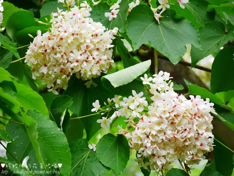 【新北-土城區】2017新北市客家桐花祭：原住民族生態公園賞桐記