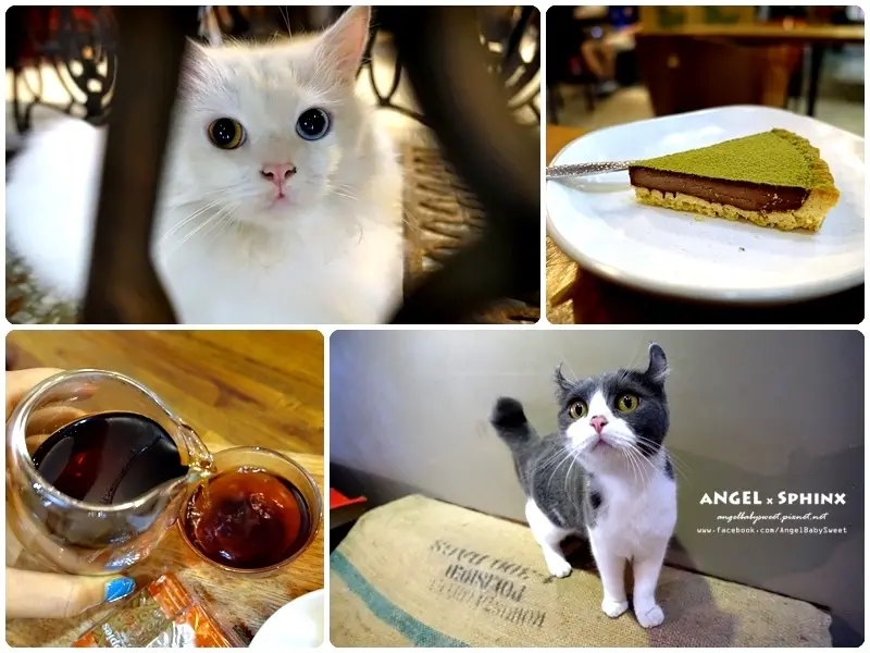 「花蓮瑞穗」鄉間奇蹟式的萌貓好茶好咖啡 ❤ Ba han han non 工作室 / 吉林茶園