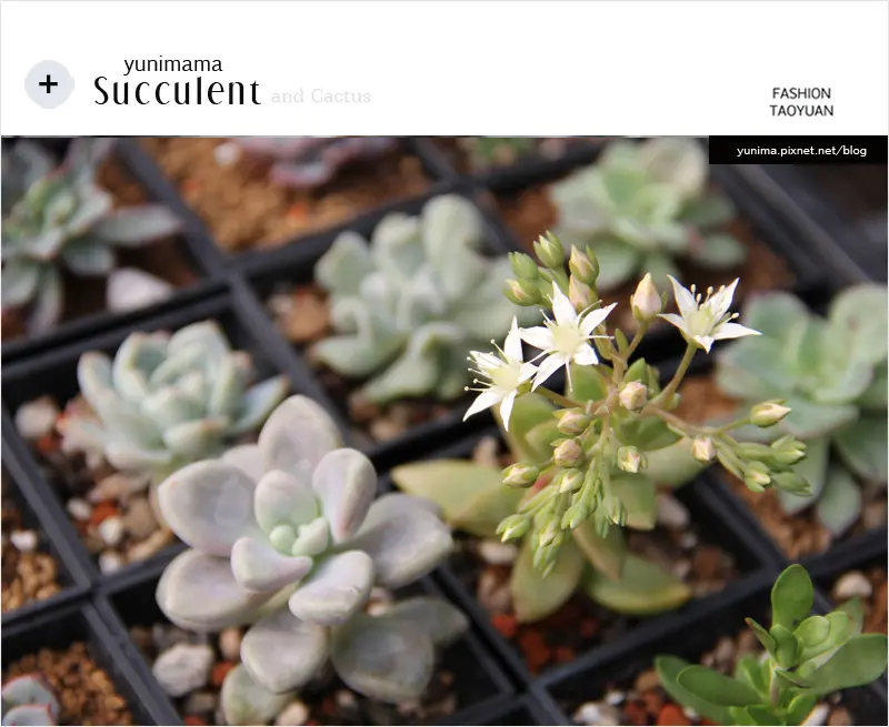 【療癒花園】瀚霖園多肉植物│愛好肉肉兒的快樂尋寶天堂