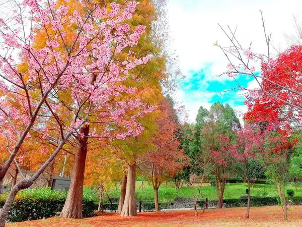 桃園最新賞花秘境【林口龜山長庚養生村】櫻花、落羽松、楓紅、波斯菊花海一次欣賞/平地就能賞櫻花/2018/1/18最新花況分享