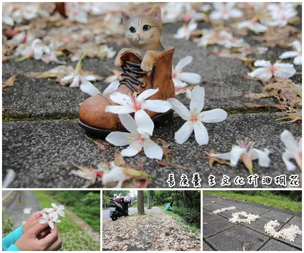 【桃園景點】長庚養生文化村~陰天的油桐花，沒有陽光揮灑的陰雨天也可以拍得很柔美，桐花排成I ❤ U好浪漫        
      