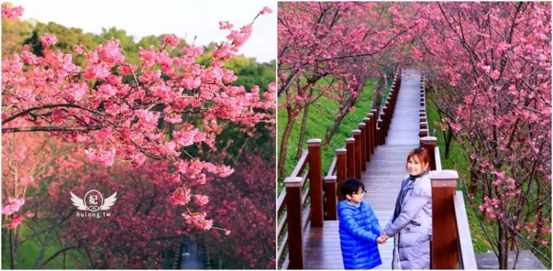 【桃園賞櫻景點】龜山長庚養生文化村~浪漫櫻花隧道免費拍，桃園免費景點推薦! - 珍太妃旅遊親子生活
