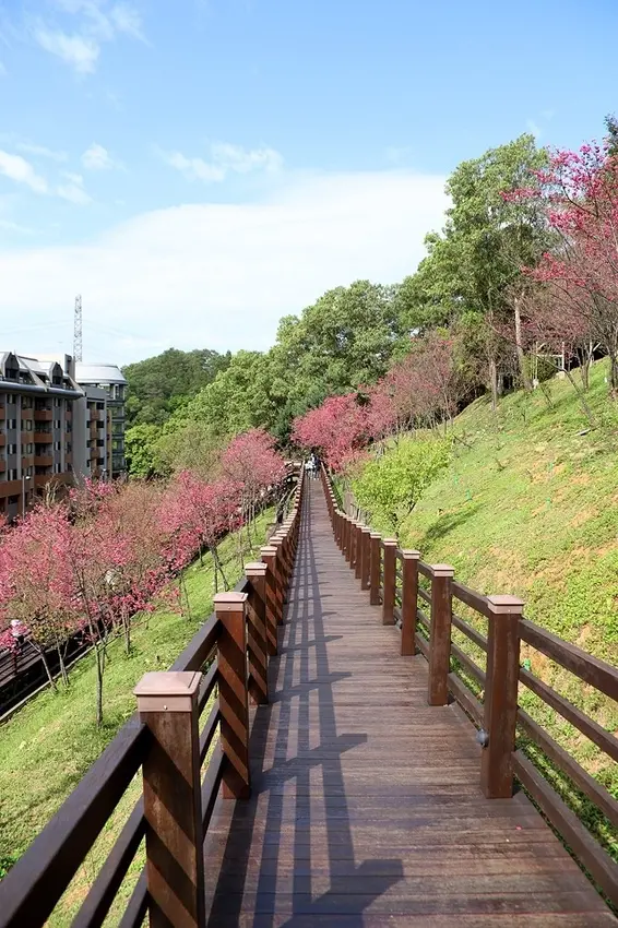 2021桃園龜山長庚養生村櫻花開｜2021辛丑牛年新年走春～