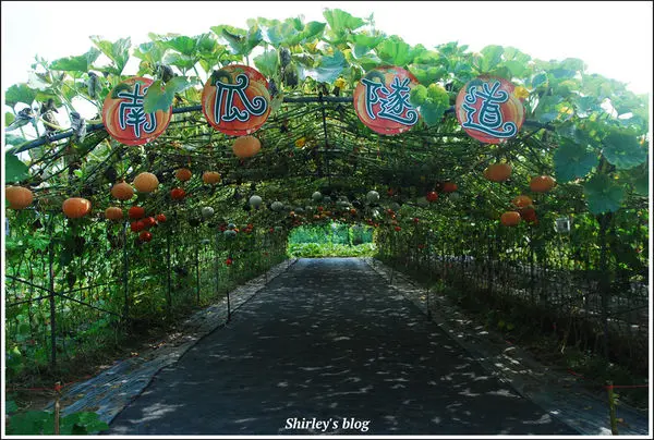 淡水．屯山里南瓜隧道(2018年)