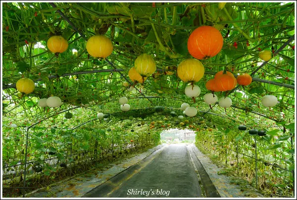 淡水．屯山里~南瓜隧道(季節限定免費參觀)