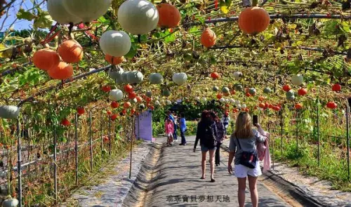 【淡水 / 田園風光 】(免費參觀) 大屯里 - 南瓜隧道。看見豐收的喜悅!!