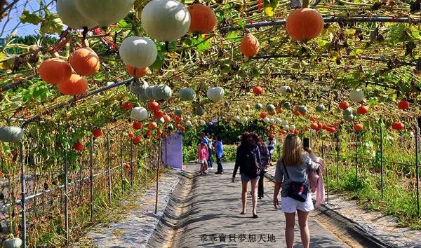 【淡水 / 田園風光 】(免費參觀) 大屯里 - 南瓜隧道。看見豐收的喜悅!!