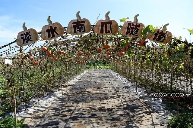 2020新北淡水南瓜隧道&2017新北淡水屯山里荷花&2017新北淡水南瓜隧道&淡水老街～