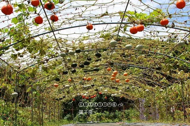 夏訪淡水。屯山里荷花&屯山里十號橋邊南瓜隧道&淡水老街～