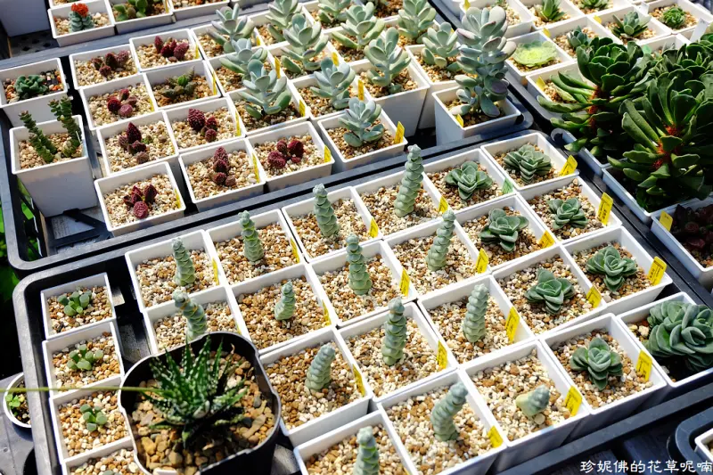 【台北-北投區】大台北聯合花市．美集庭園藝&多肉植物
