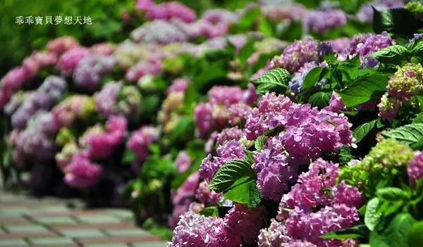 【泰山 / 賞花】黎明步道花園(免費賞花) - 繽紛的繡球花步道