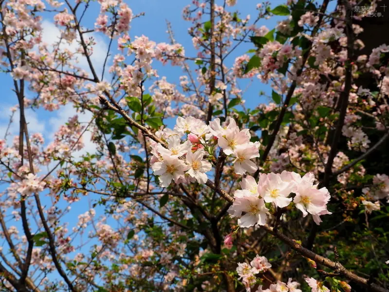 花季不必捨近求遠 賞櫻 繡球花都在泰山步道花園 黎明公園 山腳公園