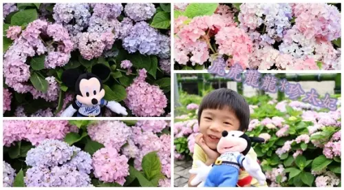 2017繡球花季||新北市賞繡球花秘境~粉粉紫紫的浪漫炫風季節||泰山繡球花公園542巷!