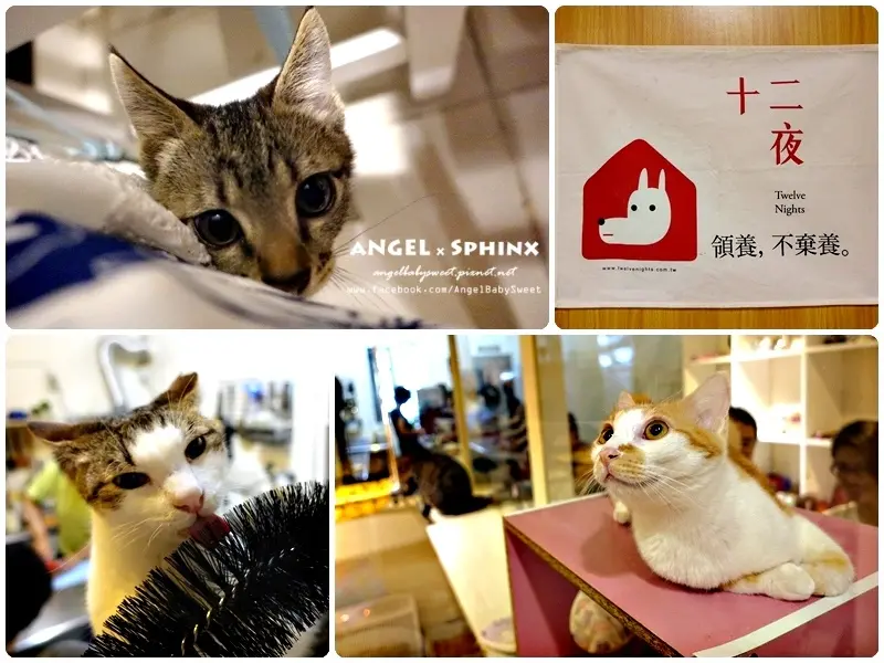 「花蓮市」貓咪中途早午餐下午茶 ❤ 北濱喵老大咖啡 (寵物友善)
