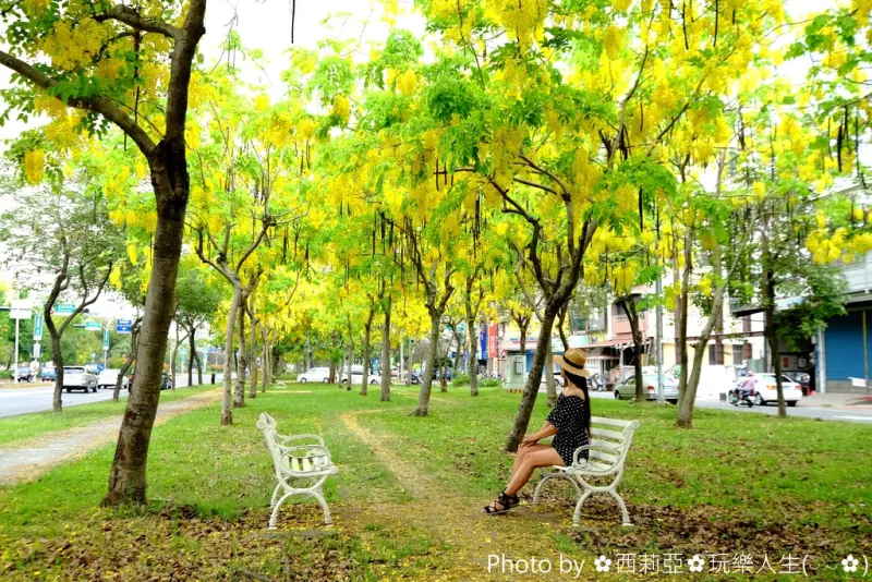 【嘉義。嘉義市】激推！眼前一片金黃世界就在那初夏阿勃勒盛開的季節，而我在『嘉義-世賢路』賞花趣！(賞花日期：106/5/28)