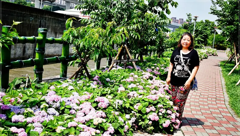 【黎明步道花園】秘密小花園～現在不用上陽明山看繡球花，泰山泰林路就有五顏六色的繡球花，正綻放美麗的花朵