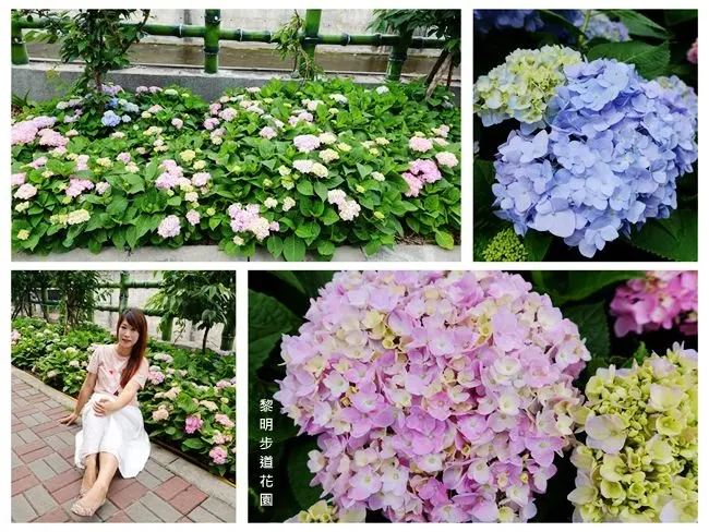 2018台北繡球花景點 ▶ 黎明步道花園 ▶ 城市裡繡球花小秘境 有如捧花般的滿滿幸福感 #最新花況