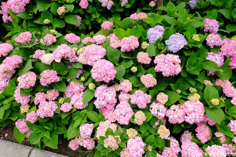 【新北-泰山區】2018黎明步道花園繡球花開