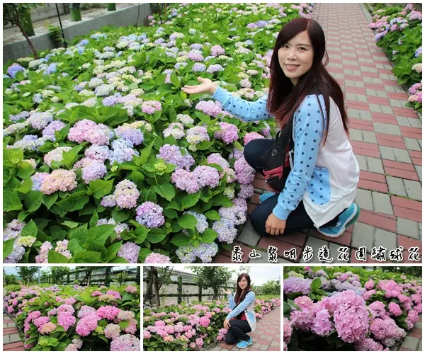 【新北市景點】泰山黎明步道花園繡球花~季節限定小小的景點，免費的小確幸        
      