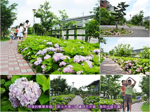 ﹝新北市泰山遊記﹞繡球花步道（黎明步道花園）　新北賞花新秘境，不必跑陽明山就有花團錦簇的繡球花步道　／新北免費賞花景點／泰山新景點／泰山新秘境